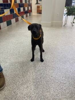 Rescue Belgian Shepherd Malinois and Mixed Breed Dogs for Adoption in Houston, Texas - Floopy | PetCurious