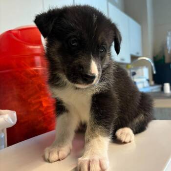 Talon -  Mixed Breed Dog for Adoption in Huntington, West Virginia - Talon | PetCurious
