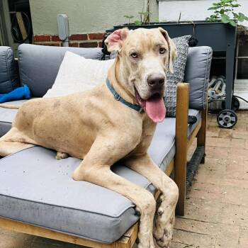 Great Dane Dogs Available for Adoption in Richmond, Virginia - Goofy | PetCurious