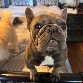 French Bulldog Dogs Available for Adoption - Bella | PetCurious
