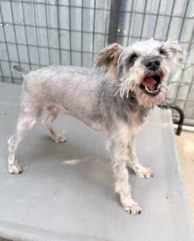Daisey -  Miniature Schnauzer Dog for Adoption in Severance, Colorado - Daisey | PetCurious