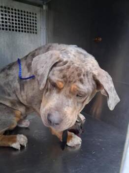 Creed -  Mastiff and Mixed Breed Dog for Adoption in Shreveport, Louisiana - Creed | PetCurious