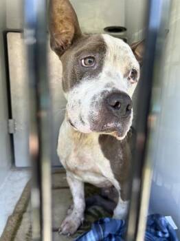 BRUCE -  Staffordshire Bull Terrier Dog for Adoption in Brunswick, Georgia - BRUCE | PetCurious