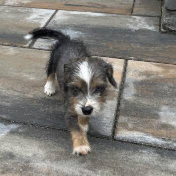 Orchard Pup: Jonagold -  Yorkshire Terrier and Mixed Breed Dog for Adoption in Falls Church, Virginia - Orchard Pup: Jonagold | PetCurious