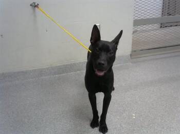 STRYDER -  German Shepherd Dog and Mixed Breed Dog for Adoption in Pasadena, Texas - STRYDER | PetCurious