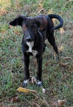 Allie -  Mixed Breed Dog for Adoption in Northwood, New Hampshire - Allie | PetCurious