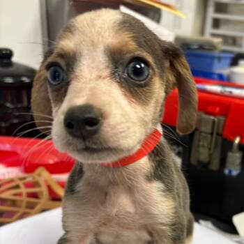 Lauren -  Mixed Breed Dog for Adoption in Yuma, Arizona - Lauren | PetCurious