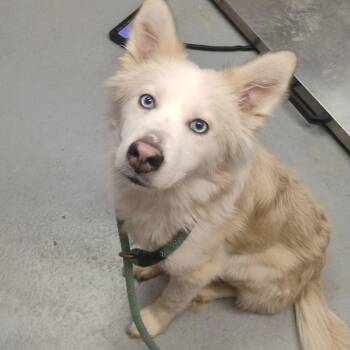 Felix aka Nova -  Mixed Breed Dog for Adoption in Duncan, Oklahoma - Felix Aka Nova | PetCurious