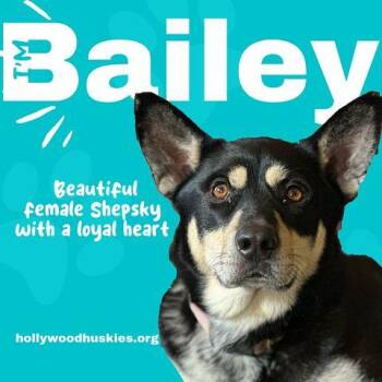 Bailee -  Husky and German Shepherd Dog Dog for Adoption in Los Angeles, California - Bailee | PetCurious