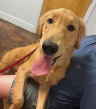 Charlie -  Golden Retriever Dog for Adoption in Washington, District Of Columbia - Charlie | PetCurious