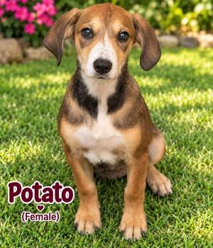 Potato (f) -  Hound and Australian Cattle Dog Blue Heeler Dog for Adoption in Nashville, Tennessee - Potato (f) | PetCurious