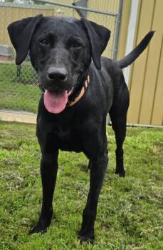 BUZZ -  Labrador Retriever Dog for Adoption in Keokuk, Iowa - BUZZ | PetCurious