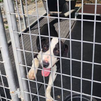 Rescue Hound and Mixed Breed Dogs for Adoption in Evensville, Tennessee - Pongo | PetCurious