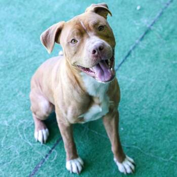Pit Bull Terrier and Mixed Breed Dogs Available for Adoption in Roanoke, Virginia - Chili | PetCurious