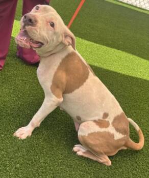 TORRIE -  Pit Bull Terrier and Mixed Breed Dog for Adoption in Texas City, Texas - TORRIE | PetCurious