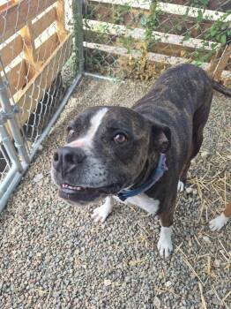 Eddie -  Pit Bull Terrier and Mixed Breed Dog for Adoption in Moriarty, New Mexico - Eddie | PetCurious
