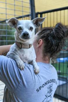Rescue Terrier Dogs for Adoption in Bonifay, Florida - Tootie (Coming Soon) | PetCurious