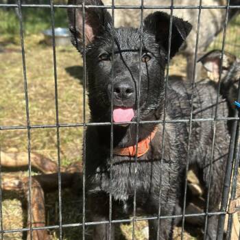 Leia -  German Shepherd Dog and Mixed Breed Dog Available for Adoption in Tacoma, Washington - Leia | PetCurious