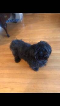 Shih Tzu Dogs Available for Adoption - Shadow | PetCurious