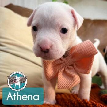 Pit Bull Terrier and American Bully Dogs Available for Adoption in Friendswood, Texas - Athena Luv | PetCurious