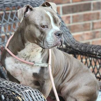 Hershey -  Pit Bull Terrier and Bulldog Dog for Adoption in Martinez, California - Hershey | PetCurious