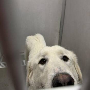 Great Pyrenees Dogs Available for Adoption in Des Moines, Iowa - Taylor | PetCurious