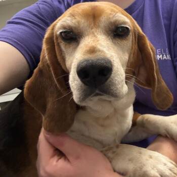 Buster -  Mixed Breed Dog for Adoption in Columbiana, Alabama - Buster | PetCurious