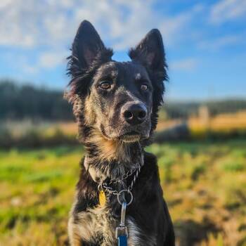 Ohana -  Australian Shepherd and Border Collie Dog for Adoption in Spokane, Washington - Ohana | PetCurious