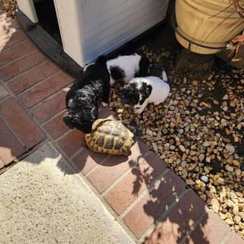 Dachshund and Poodle Dogs Available for Adoption in Chino Hills, California - Pochacco - Costa Mesa Location - Available 5/16 | PetCurious