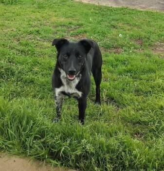 Cattle Dog and Australian Kelpie Dogs Available for Adoption - Poppie | PetCurious