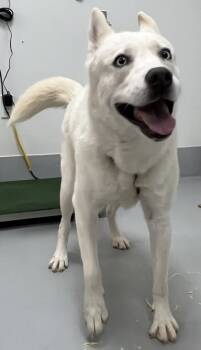Rescue Siberian Husky and Mixed Breed Dogs for Adoption in Cumming, Georgia - Macy 1762-25 | PetCurious