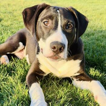 Pit Bull Terrier Dogs Available for Adoption in Seattle, Washington - Bruce Springsteen - (Rockstar Litter) - AVAILABLE | PetCurious