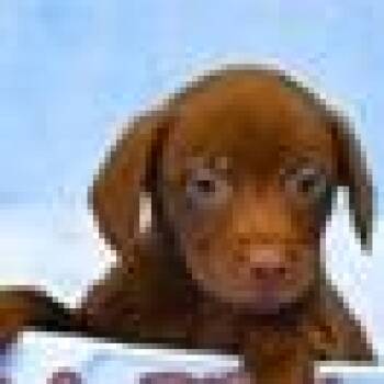 Labrador Retriever and Mixed Breed Dogs Available for Adoption in Tampa, Florida - Chickie | PetCurious