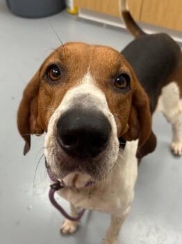Durango -  Hound Dog for Adoption in Hartsville, South Carolina - Durango | PetCurious