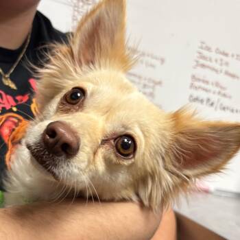 Chihuahua Dogs Available for Adoption in Yuma, Arizona - Sangria | PetCurious