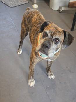 Penny *Coming Soon* -  Mixed Breed Dog for Adoption in Woodbury, Minnesota - Penny *Coming Soon* | PetCurious