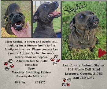 Sophia  -  Mixed Breed Dog Available for Adoption in Leesburg, Georgia - Sophia  | PetCurious