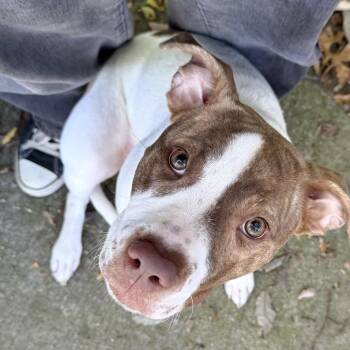 Darragh -  Pit Bull Terrier Dog for Adoption in Eatontown, New Jersey - Darragh | PetCurious
