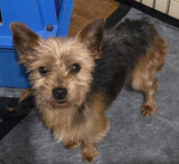 Rescue Yorkshire Terrier Dogs for Adoption in Union Grove, Wisconsin - Ben | PetCurious