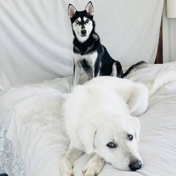 Rescue Siberian Husky and Great Pyrenees Dogs for Adoption in Burlington, North Carolina - Amazing Belle And Beau | PetCurious