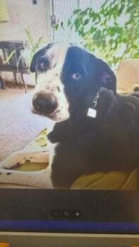 Ollie -  Border Collie Dog for Adoption in Sonora, California - Ollie | PetCurious