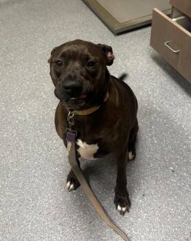 Mixed Breed Dogs Available for Adoption in Greenfield, Indiana - Honey | PetCurious