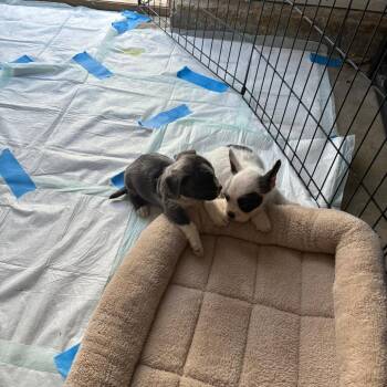 Ruby4 -  Miniature Poodle and French Bulldog Dog for Adoption in Oceanside, California - Ruby4 | PetCurious