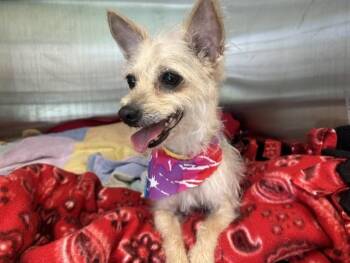 Silky Terrier and Mixed Breed Dogs Available for Adoption in Tustin, California - MOTHRA | PetCurious