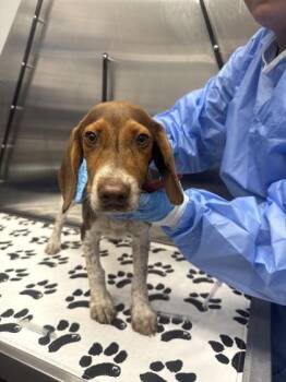 05586B Santee -  Foxhound and Mixed Breed Dog for Adoption in North Charleston, South Carolina - 05586B Santee | PetCurious