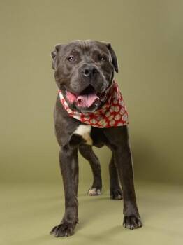 Mixed Breed Dogs Available for Adoption in Atlanta, Georgia - Ventura | PetCurious