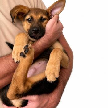 Azalea -  German Shepherd Dog Dog for Adoption - Azalea | PetCurious