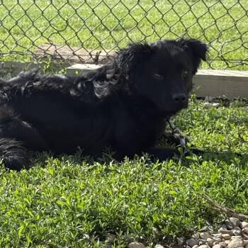 Ricky -  Black Labrador Retriever Dog for Adoption in Brazil, Indiana - Ricky | PetCurious