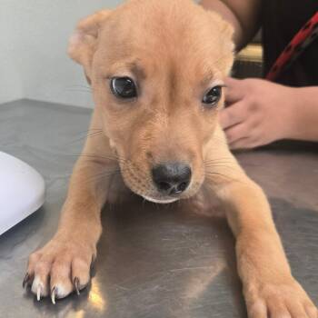 Terrier Dogs Available for Adoption in San Jacinto, California - Elektra | PetCurious