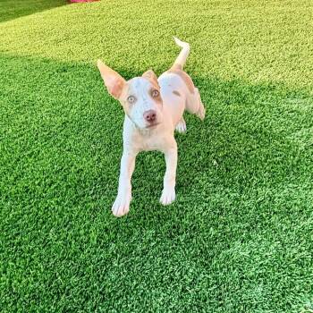 Troy -  Terrier Dog for Adoption in La Grange, Kentucky - Troy | PetCurious